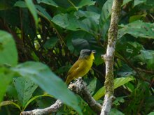 Gray-crowned Yellowthroat 